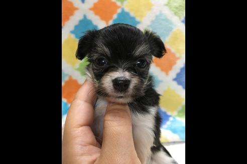 成約済の大阪府のチワプー:チワワ×トイプードル-80017の1枚目