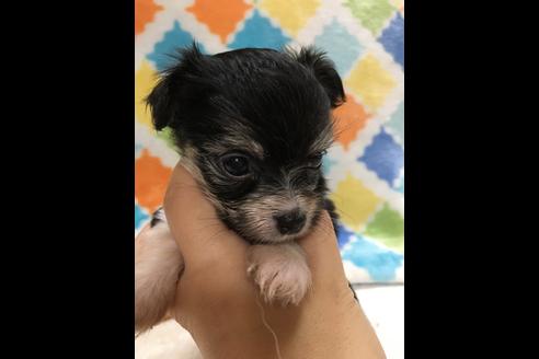 成約済の大阪府のチワプー:チワワ×トイプードル-80017の3枚目