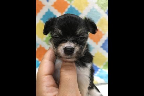 成約済の大阪府のチワプー:チワワ×トイプードル-80017の2枚目