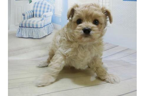 成約済の秋田県のチワプー:チワワ×トイプードル-80865の3枚目