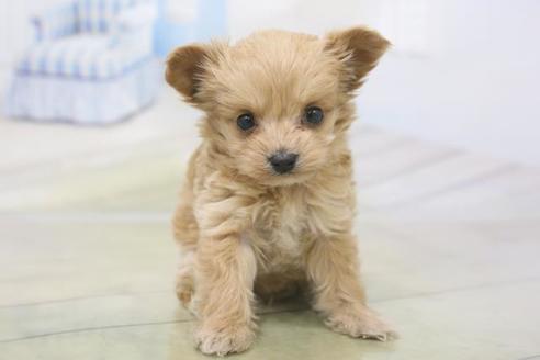 成約済の秋田県のチワプー:チワワ×トイプードル-80865の2枚目