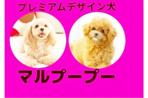 成約済の秋田県のマルプー:マルチーズ×トイプードル-81324の7枚目