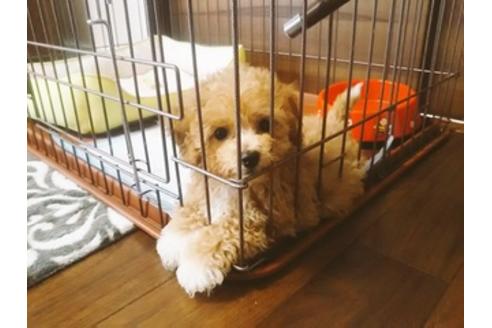 成約済の秋田県のマルプー:マルチーズ×トイプードル-81324の4枚目