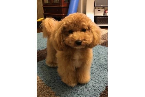 成約済の秋田県のマルプー:マルチーズ×トイプードル-81324の3枚目