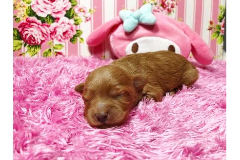 成約済の秋田県のマルプー:マルチーズ×トイプードル-81324の1枚目