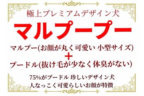 成約済の秋田県のマルプー:マルチーズ×トイプードル-81325の16枚目