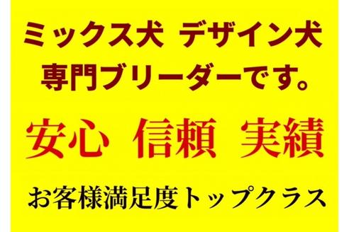 成約済の秋田県のマルプー:マルチーズ×トイプードル-81325の15枚目