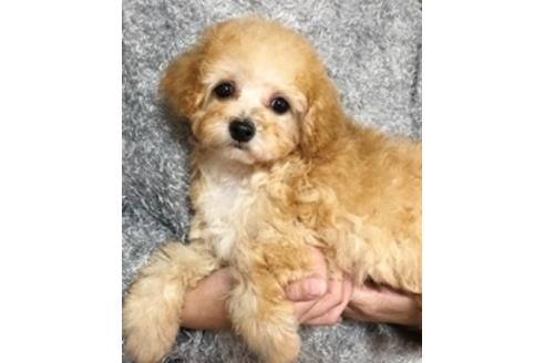 成約済の秋田県のマルプー:マルチーズ×トイプードル-81325の14枚目