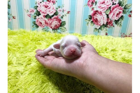 成約済の秋田県のミックス犬-81328の1枚目