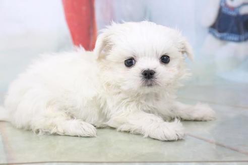 成約済の秋田県のミックス犬-81328の9枚目