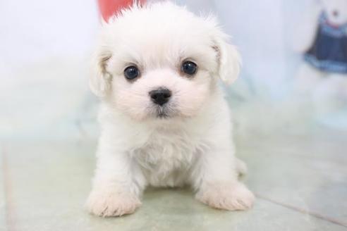 成約済の秋田県のミックス犬-81328の8枚目