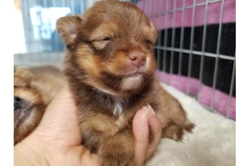成約済の愛知県のポメラニアン-81343の3枚目