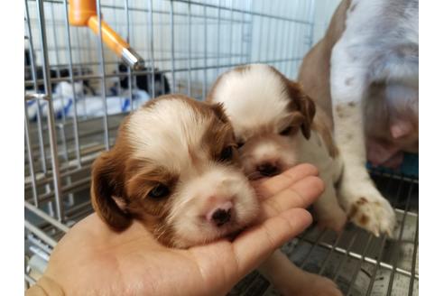 成約済の愛知県のキャバリアキングチャールズスパニエル-81346の6枚目