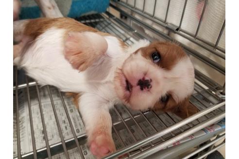 成約済の愛知県のキャバリアキングチャールズスパニエル-81347の3枚目