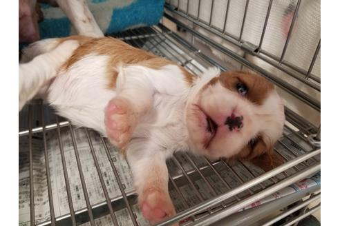成約済の愛知県のキャバリアキングチャールズスパニエル-81347の2枚目