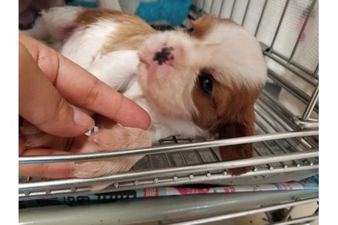 成約済の愛知県のキャバリアキングチャールズスパニエル-81347の1枚目