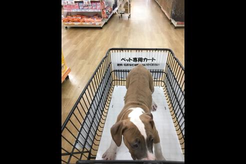 成約済の佐賀県のアメリカンピットブルテリア-75007の16枚目