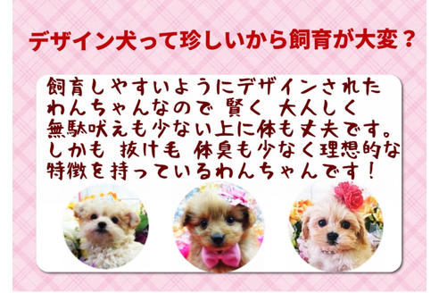 成約済の秋田県のミックス犬-81328の5枚目