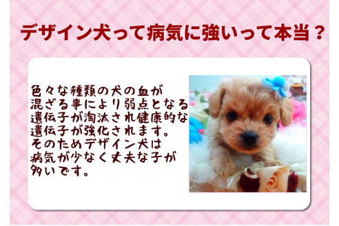 成約済の秋田県のマルプー:マルチーズ×トイプードル-80861の17枚目