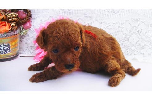 成約済の福岡県のティーカッププードル-79999の8枚目