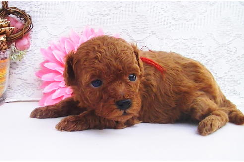 成約済の福岡県のティーカッププードル-79999の7枚目