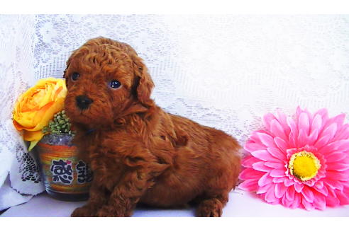 成約済の福岡県のティーカッププードル-79995の12枚目