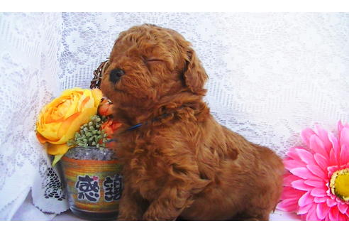 成約済の福岡県のティーカッププードル-79995の11枚目