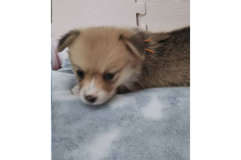 成約済の岩手県のウェルシュコーギーペンブローク-81375の5枚目