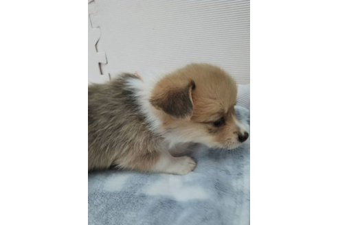 成約済の岩手県のウェルシュコーギーペンブローク-81375の3枚目