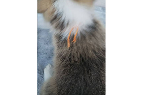 成約済の岩手県のウェルシュコーギーペンブローク-81375の2枚目