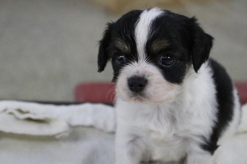 成約済の京都府のミックス犬-81469の1枚目