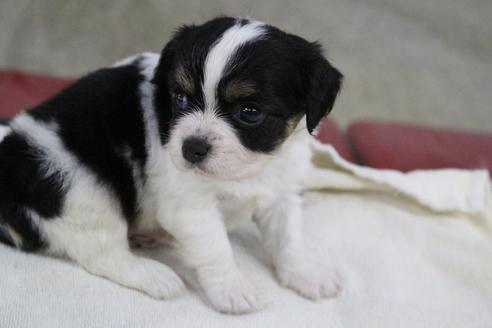 成約済の京都府のミックス犬-81469の4枚目