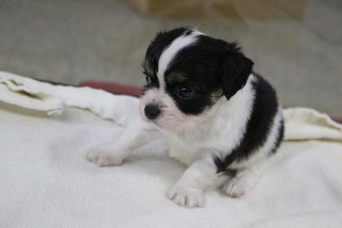 成約済の京都府のミックス犬-81469の3枚目