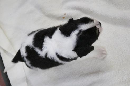 成約済の京都府のミックス犬-81469の2枚目