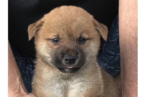成約済の長崎県の柴犬-79990