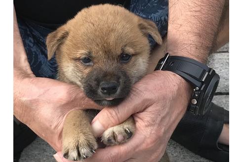 成約済の長崎県の柴犬-79990の5枚目