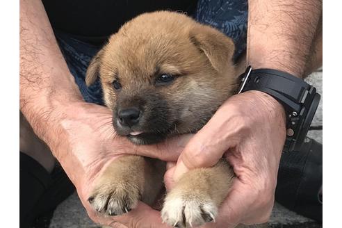 成約済の長崎県の柴犬-79990の4枚目