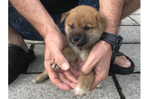 成約済の長崎県の柴犬-79990の3枚目