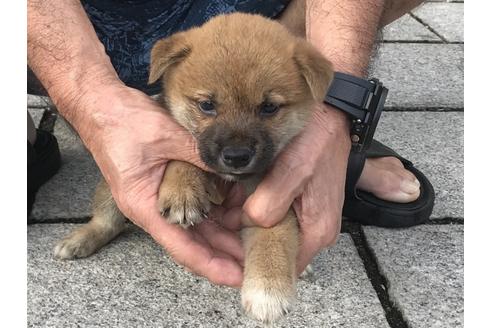 成約済の長崎県の柴犬-79990の2枚目