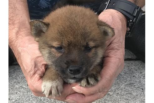 成約済の長崎県の柴犬-79989