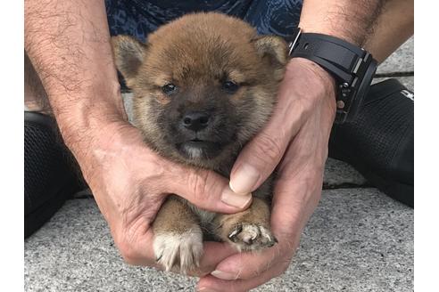 成約済の長崎県の柴犬-79989の5枚目