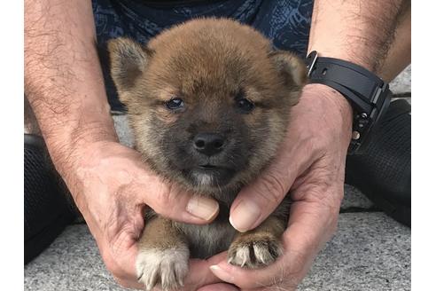 成約済の長崎県の柴犬-79989の4枚目