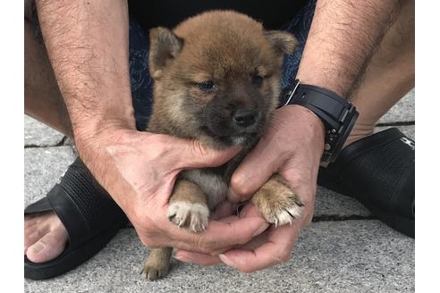 成約済の長崎県の柴犬-79989の3枚目