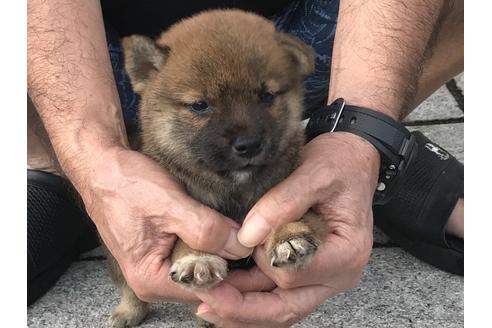 成約済の長崎県の柴犬-79989の2枚目