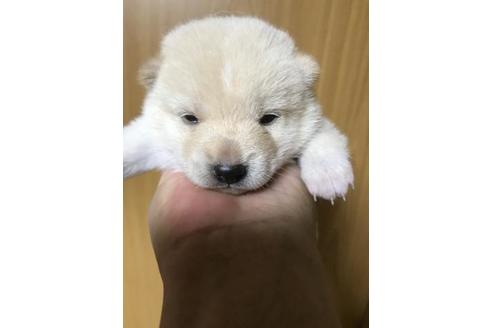 成約済の長崎県の柴犬-81574の8枚目