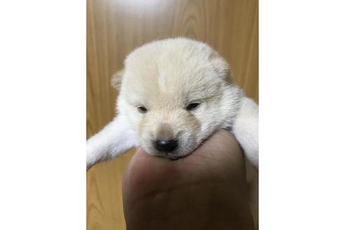 成約済の長崎県の柴犬-81574の7枚目