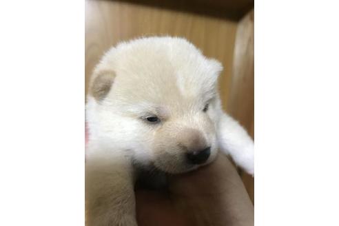 成約済の長崎県の柴犬-81574の6枚目