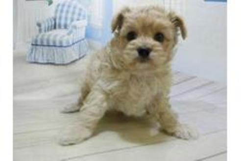 成約済の秋田県のチワプー:チワワ×トイプードル-81589の16枚目