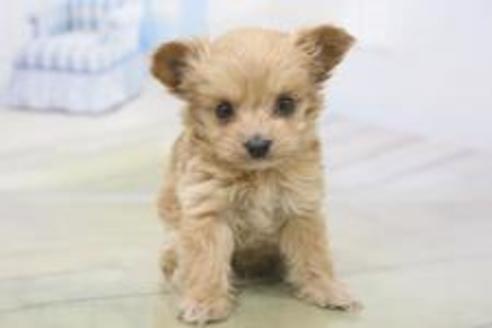 成約済の秋田県のチワプー:チワワ×トイプードル-81589の15枚目