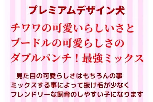 成約済の秋田県のチワプー:チワワ×トイプードル-81589の12枚目